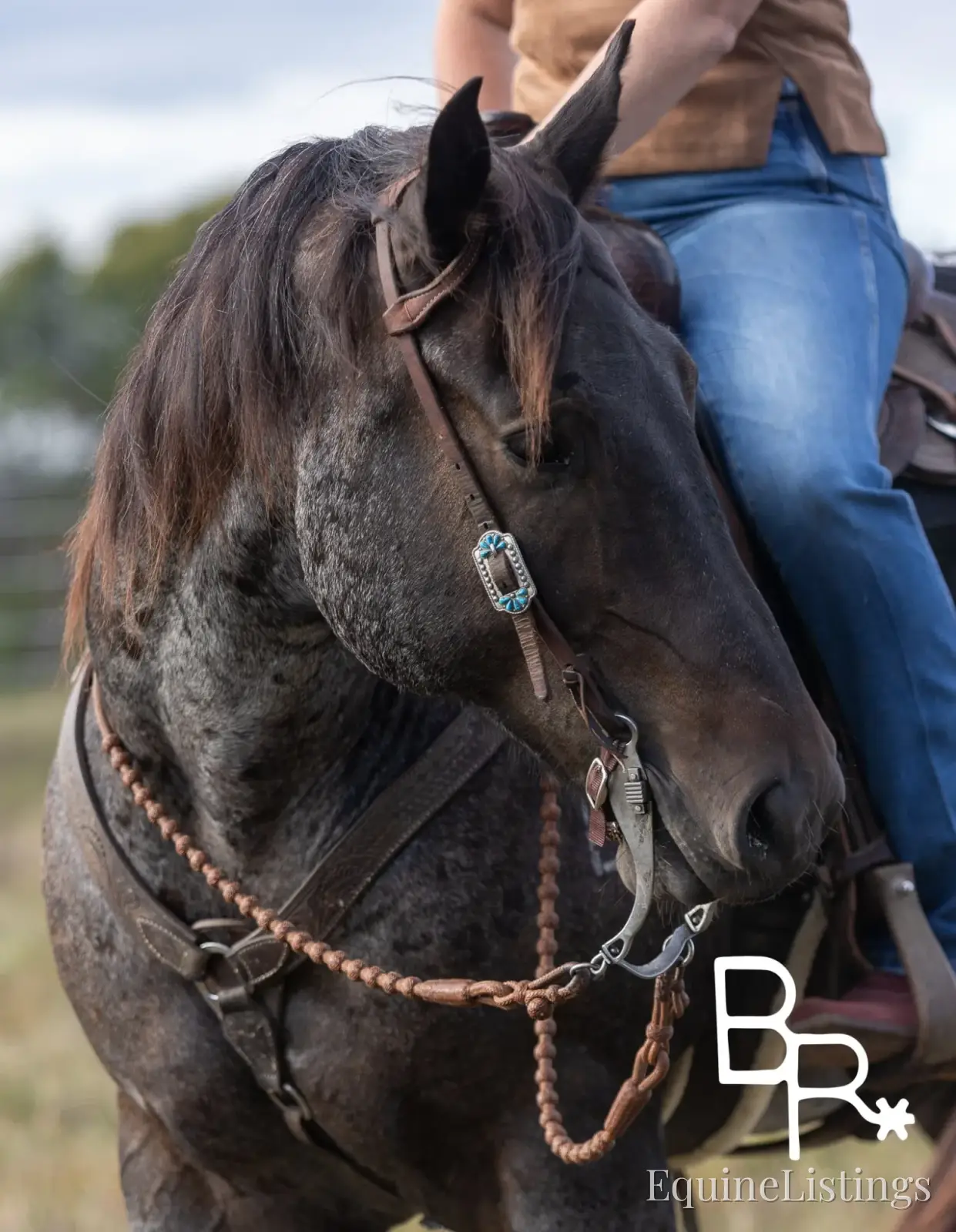 Jarred Blue Roan Gelding Draft - Photo 22