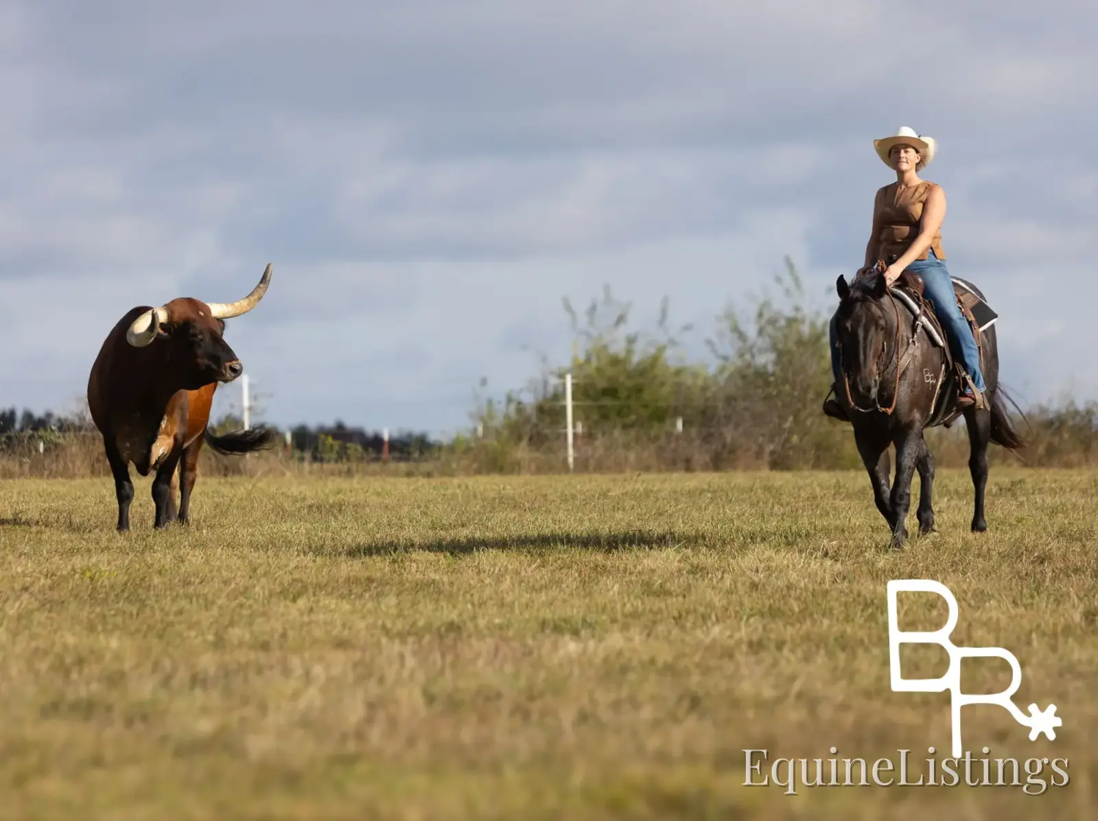 Jarred Blue Roan Gelding Draft - Photo 23
