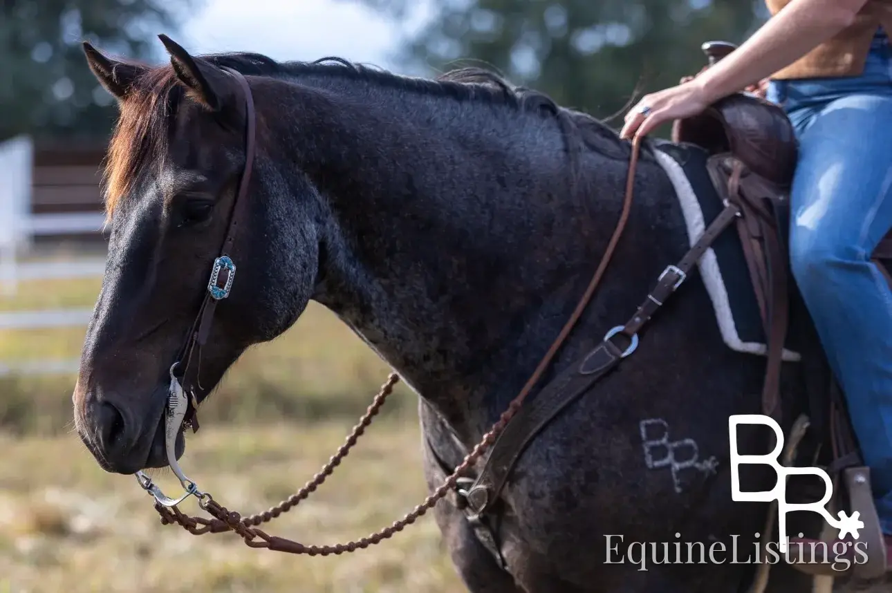 Jarred Blue Roan Gelding Draft - Photo 24