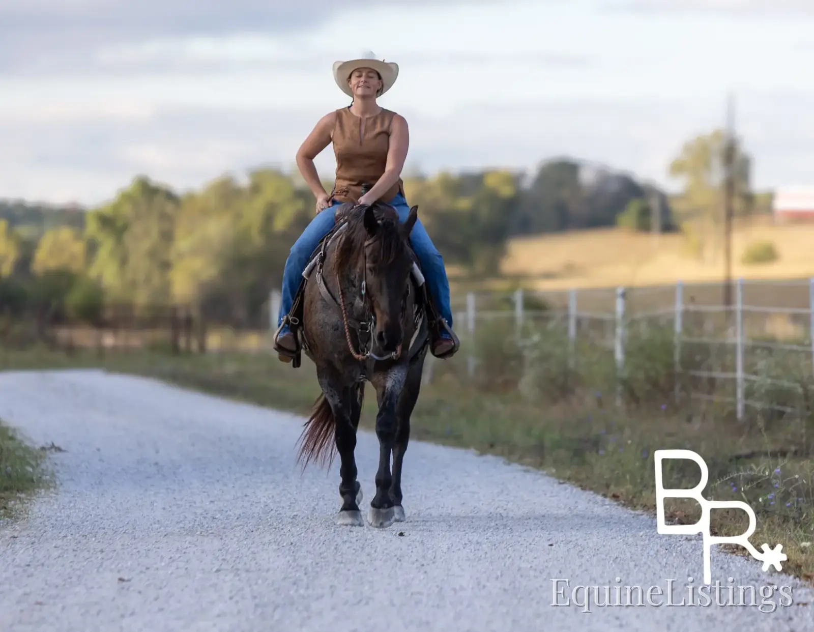 Jarred Blue Roan Gelding Draft - Photo 5