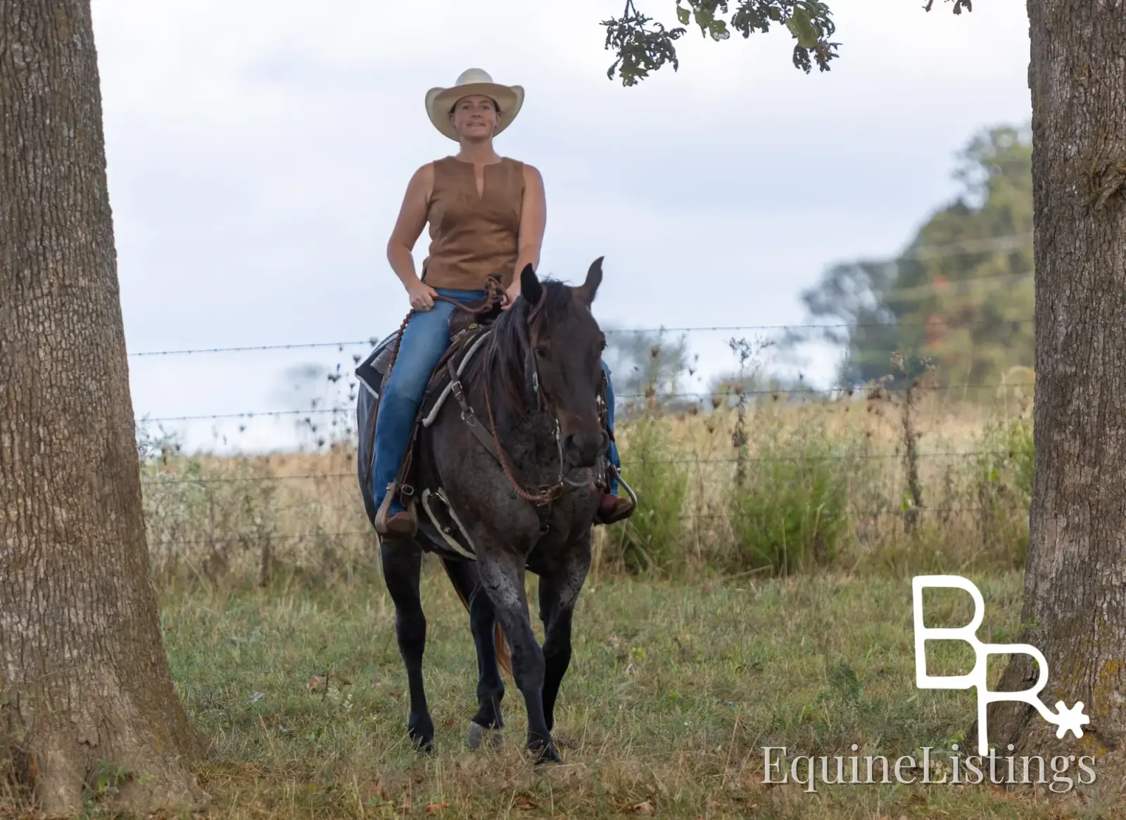 Jarred Blue Roan Gelding Draft - Photo 6