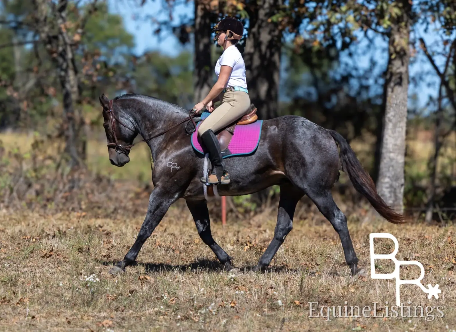 Jarred Blue Roan Gelding Draft - Photo 7
