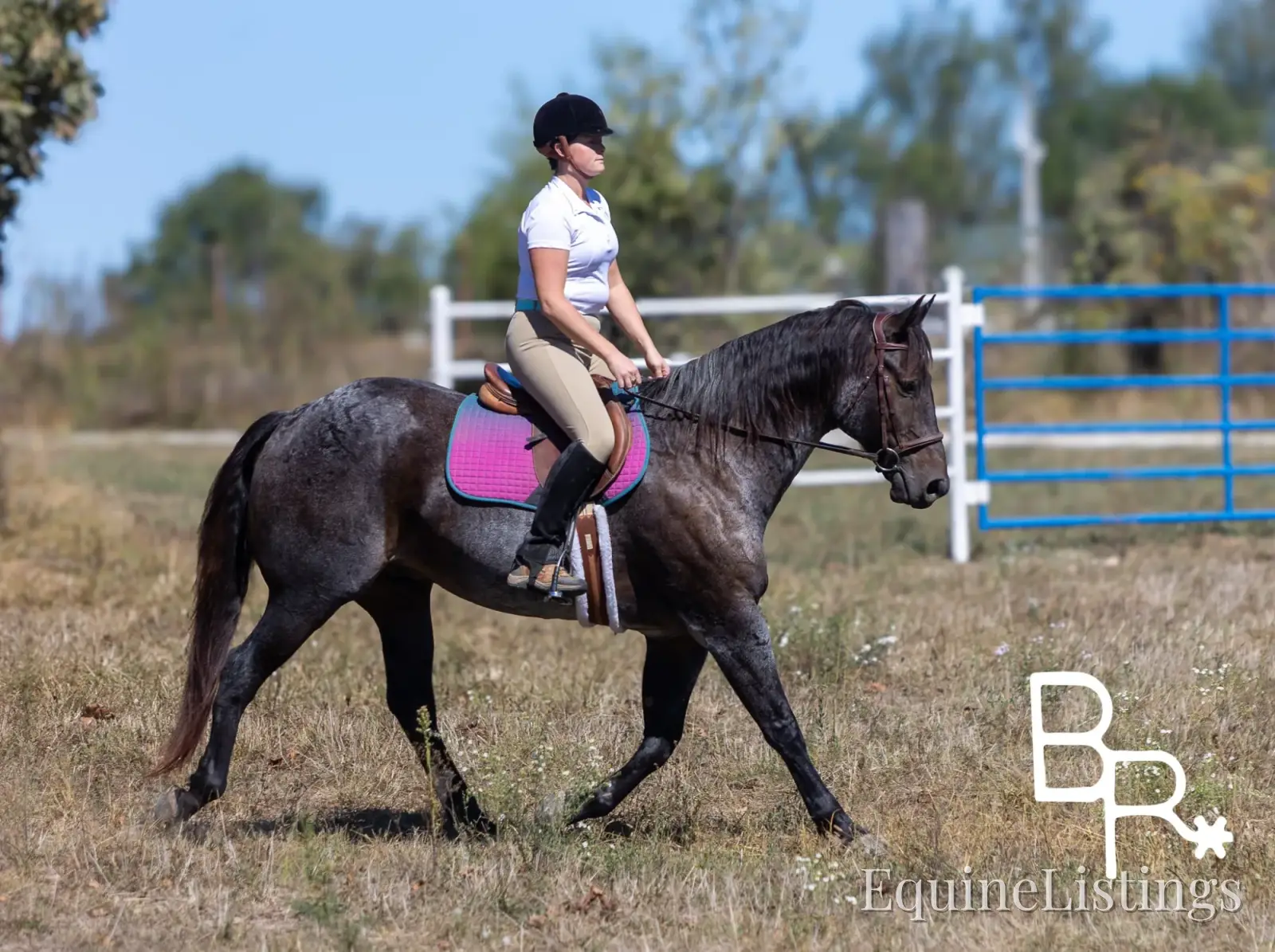 Jarred Blue Roan Gelding Draft - Photo 8