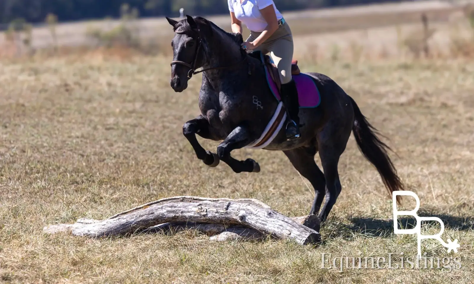 Jarred Blue Roan Gelding Draft - Photo 9