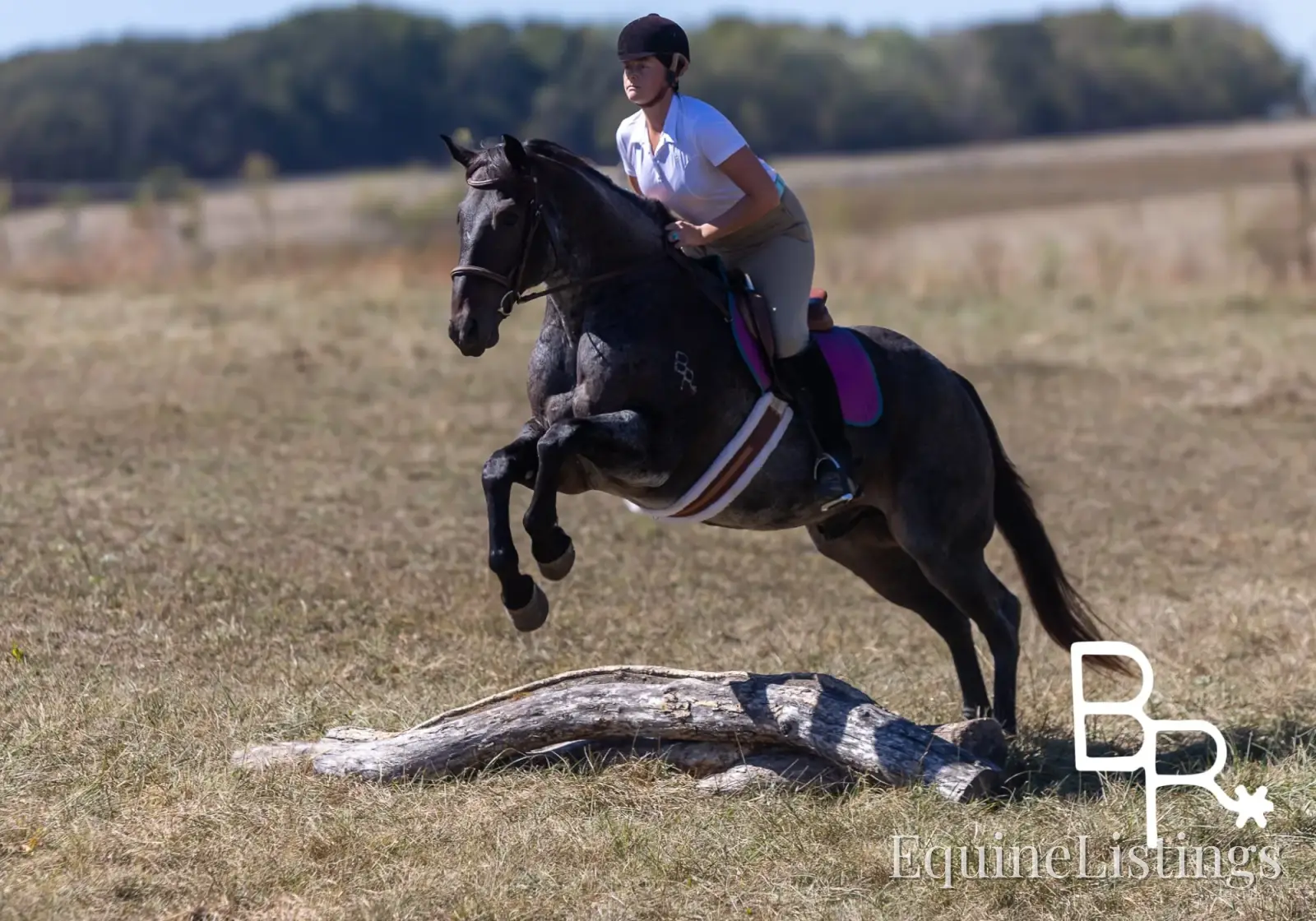 Jarred Blue Roan Gelding Draft - Photo 10