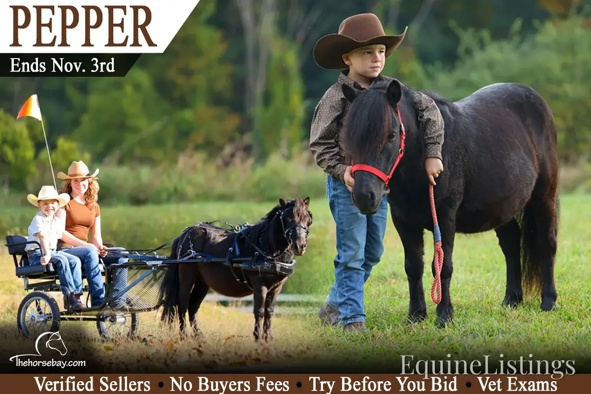 PEPPER Black Gelding Pony
