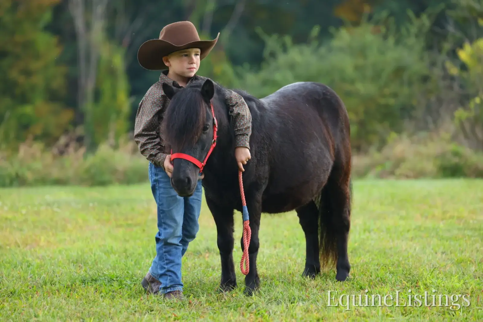 PEPPER Black Gelding Pony - Photo 12