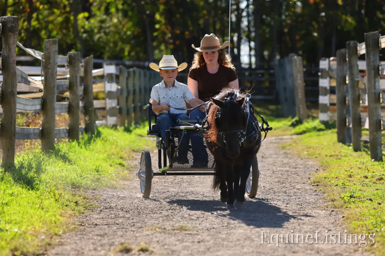 PEPPER Black Gelding Pony - Photo 13