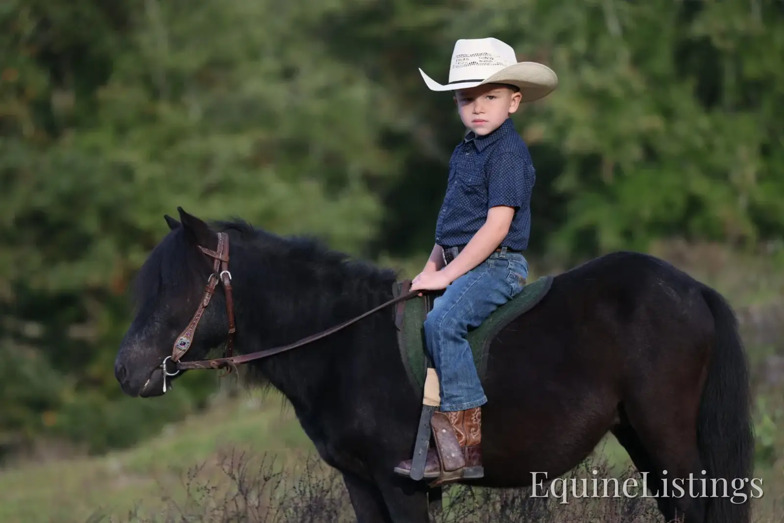 PEPPER Black Gelding Pony - Photo 14