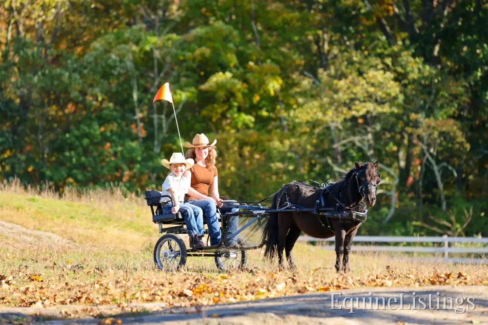 PEPPER Black Gelding Pony - Photo 2