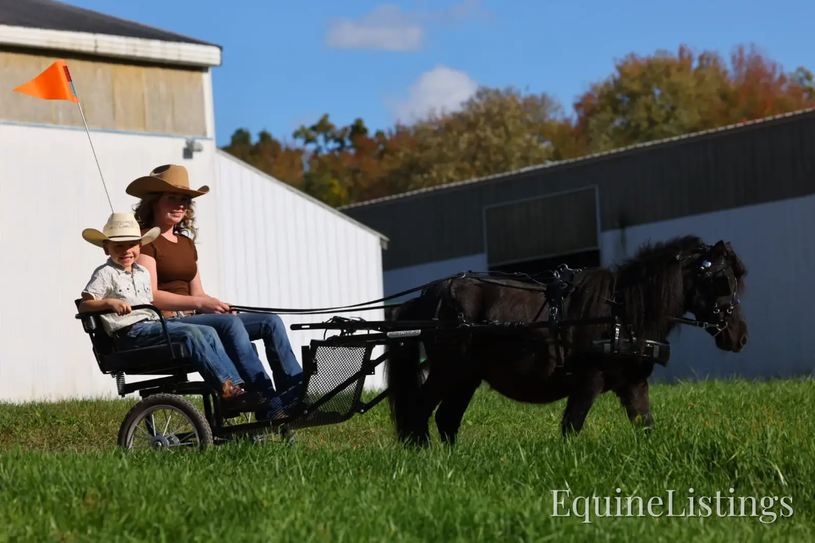 PEPPER Black Gelding Pony - Photo 3