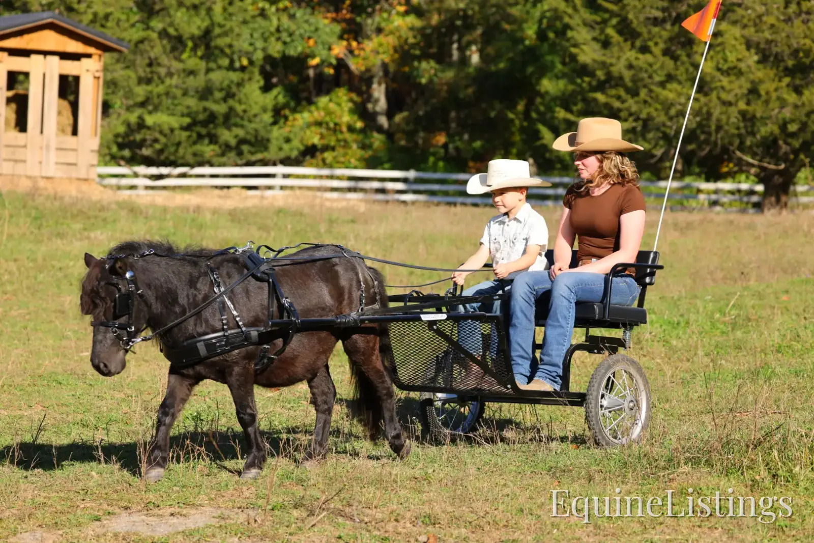 PEPPER Black Gelding Pony - Photo 4