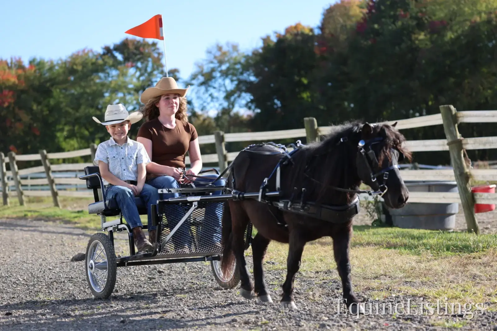 PEPPER Black Gelding Pony - Photo 5