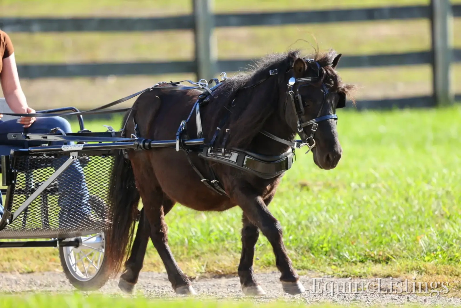 PEPPER Black Gelding Pony - Photo 6