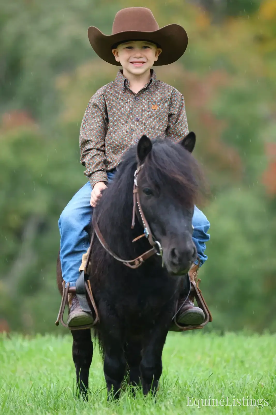 PEPPER Black Gelding Pony - Photo 7