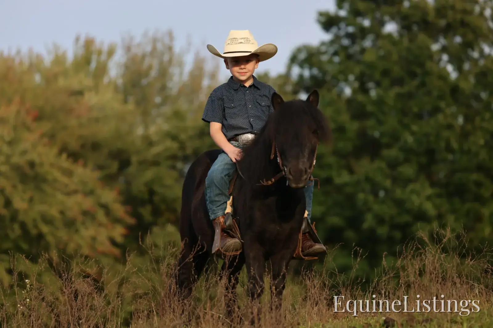 PEPPER Black Gelding Pony - Photo 9