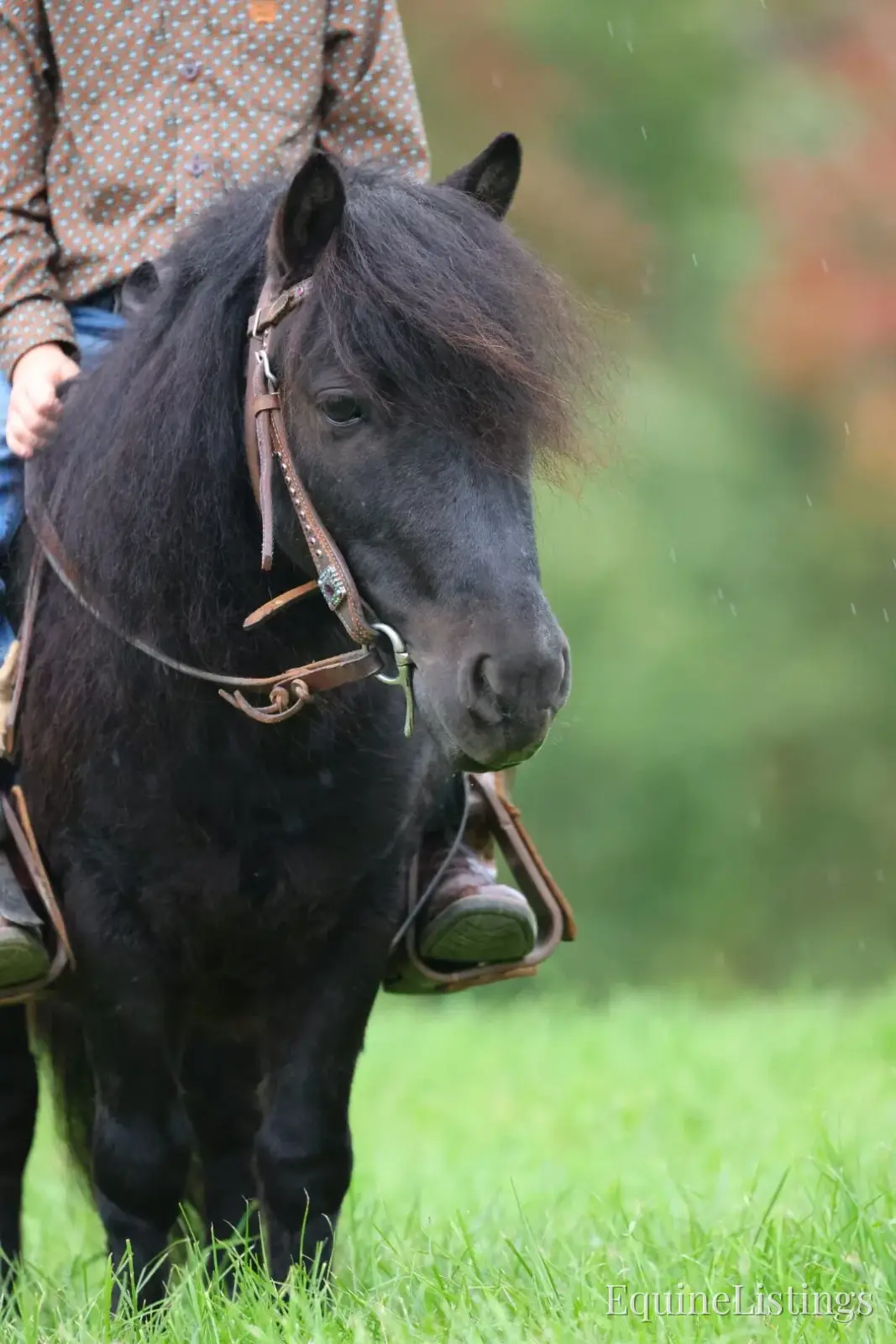 PEPPER Black Gelding Pony - Photo 10