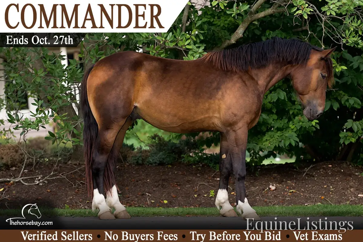 Commander Bay Gelding Percheron