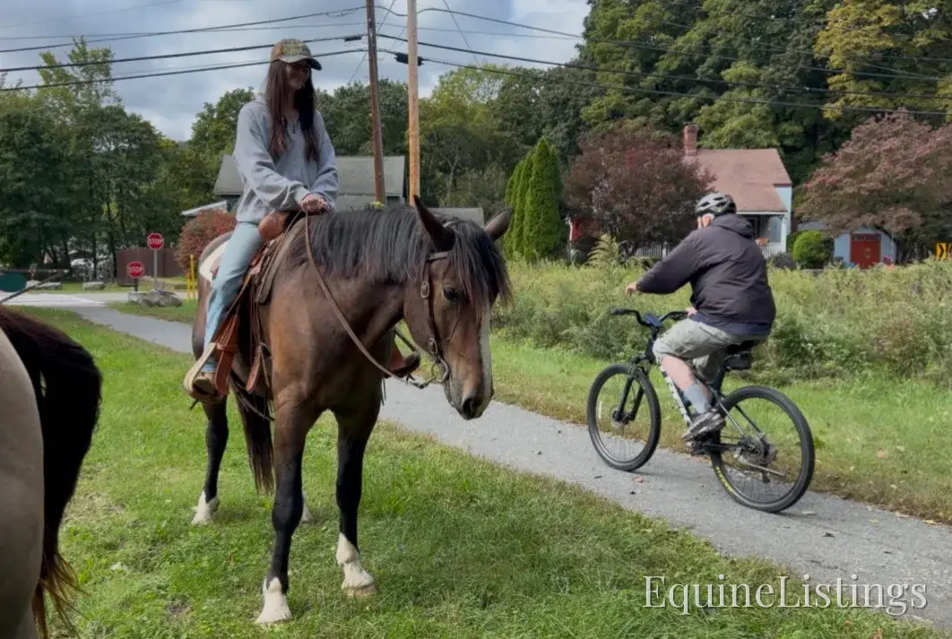 Commander Bay Gelding Percheron - Photo 12