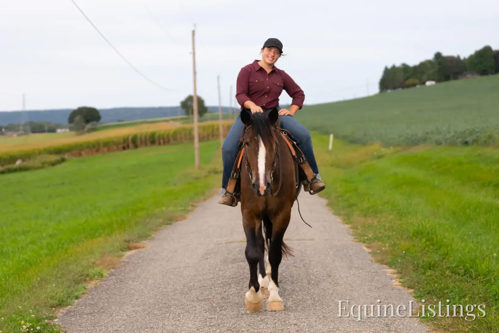 Commander Bay Gelding Percheron - Photo 13