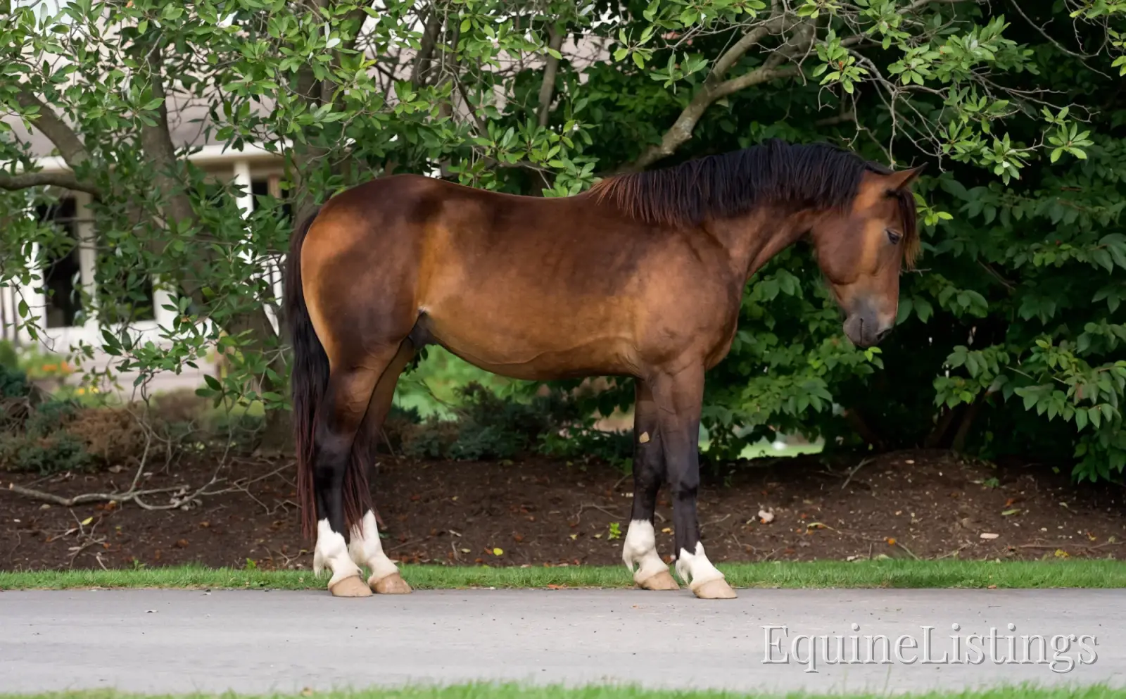 Commander Bay Gelding Percheron - Photo 15