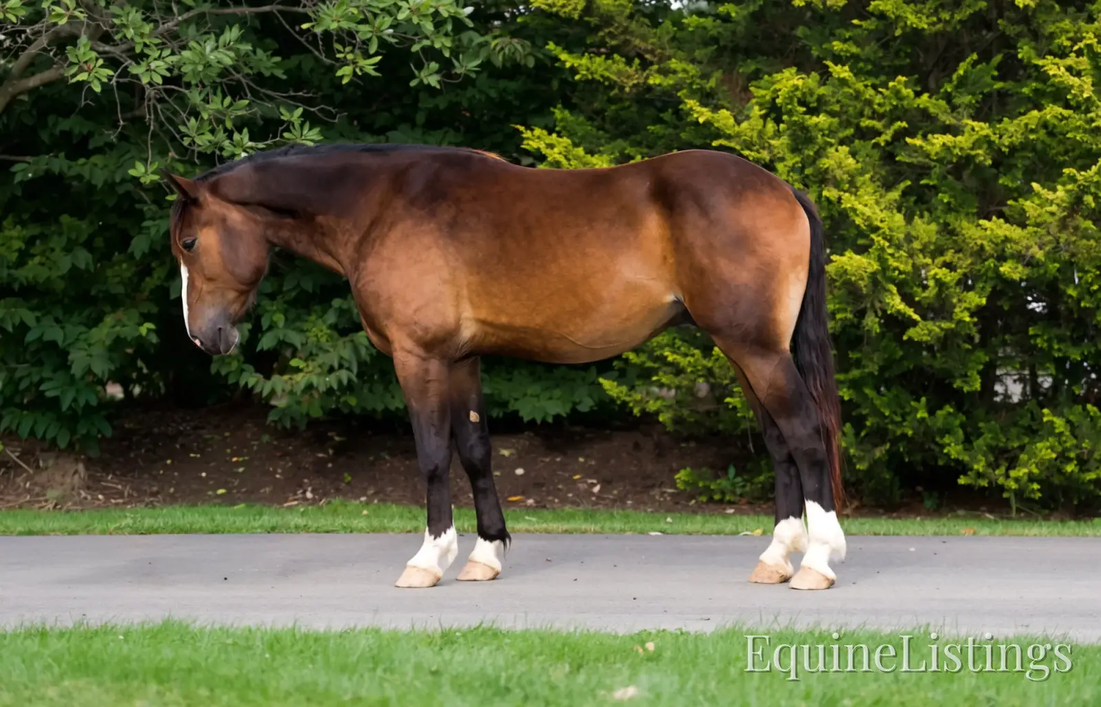 Commander Bay Gelding Percheron - Photo 16