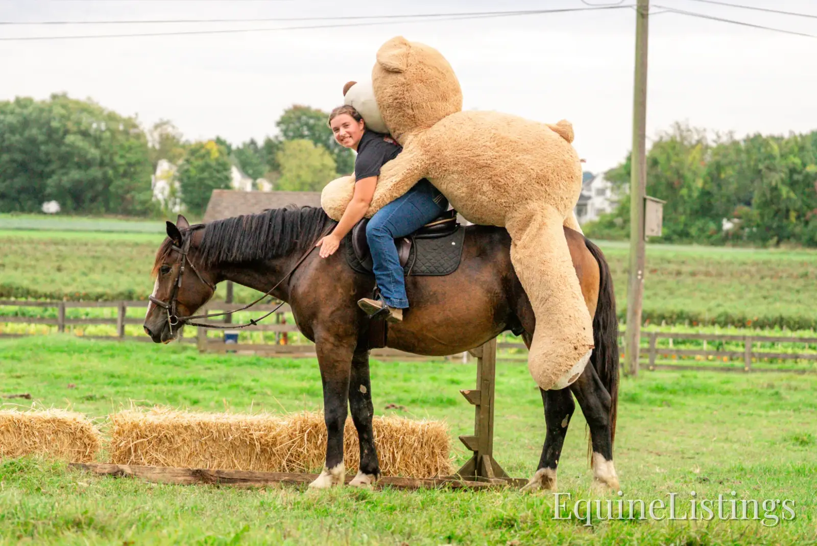 Commander Bay Gelding Percheron - Photo 17