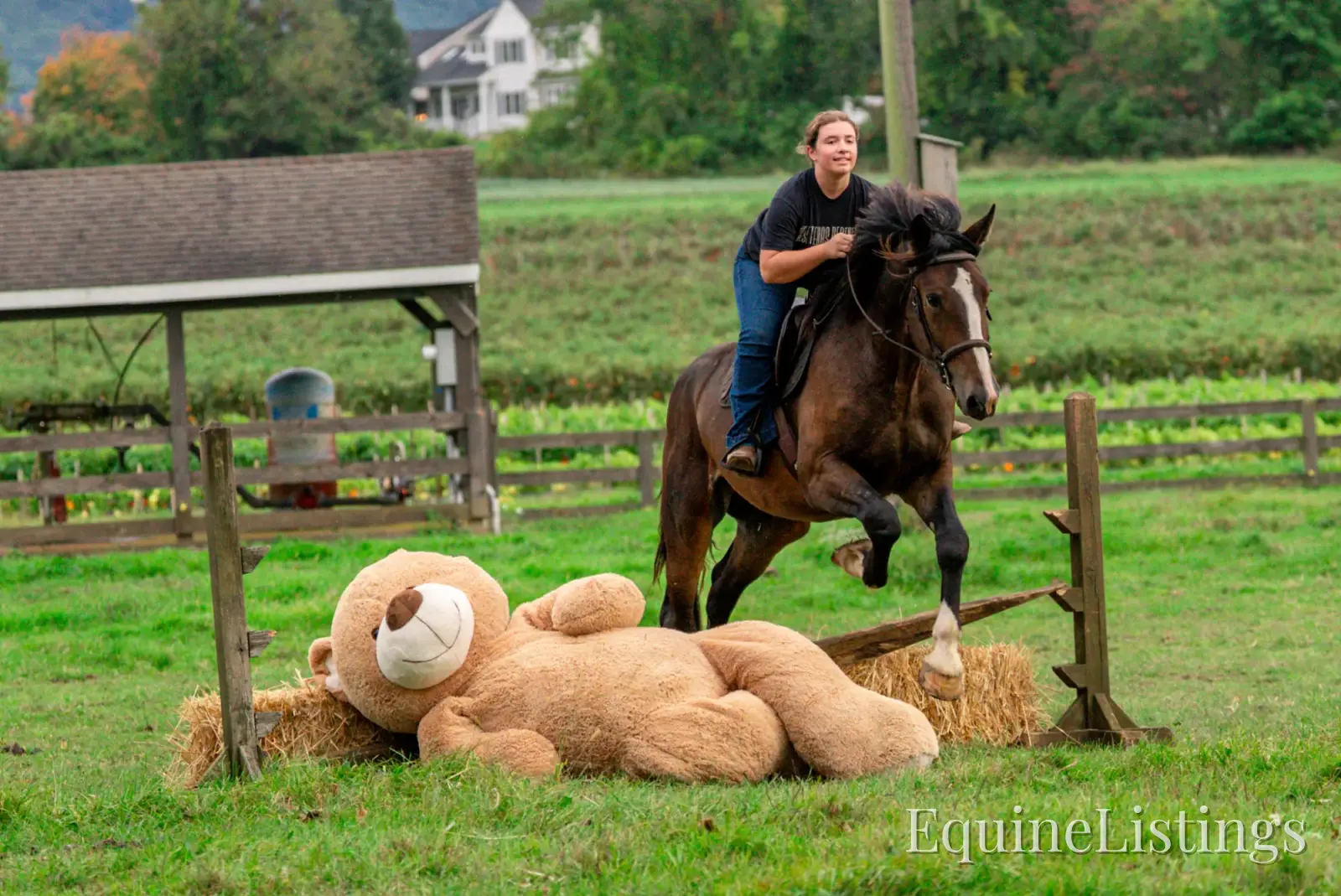 Commander Bay Gelding Percheron - Photo 18