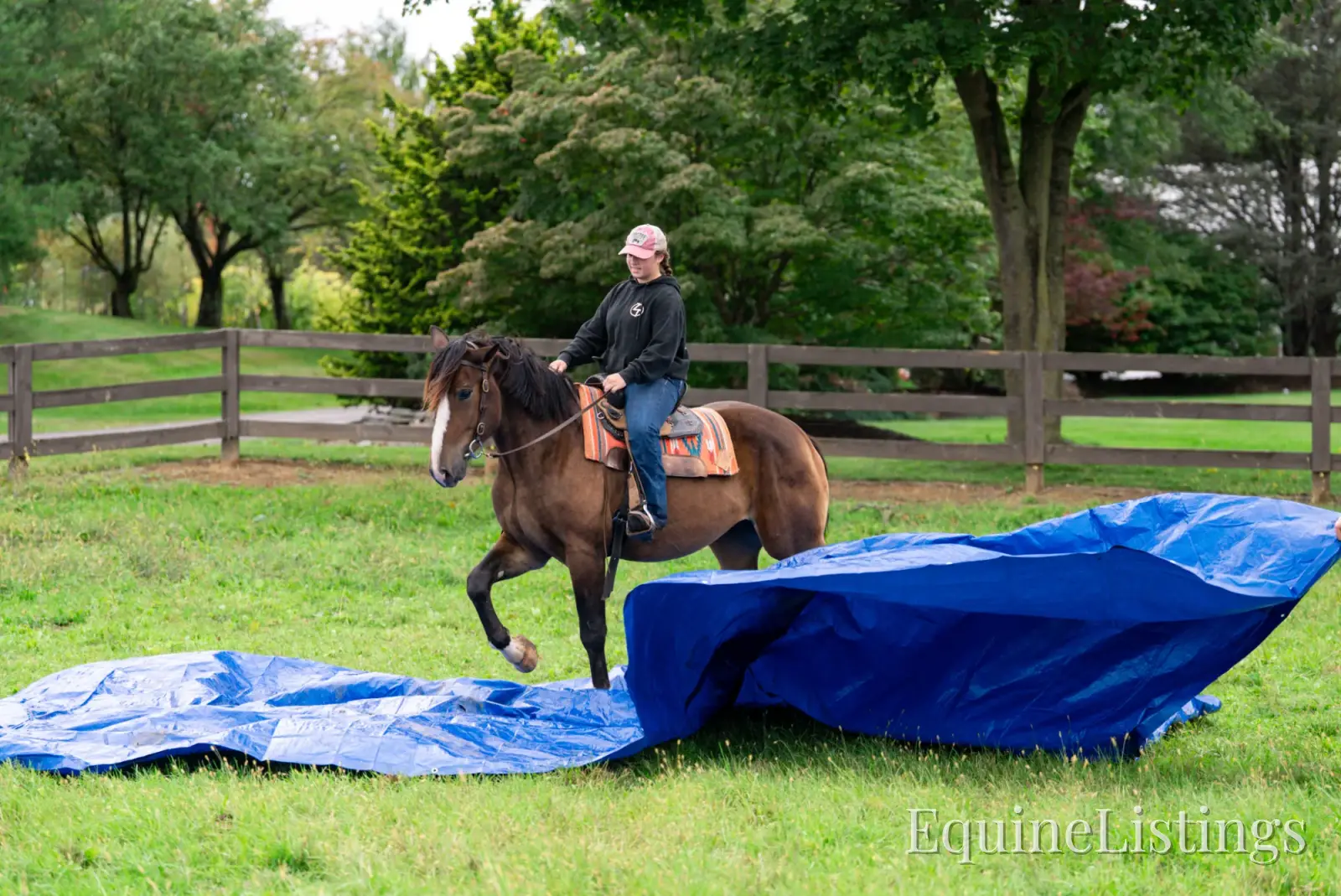Commander Bay Gelding Percheron - Photo 19