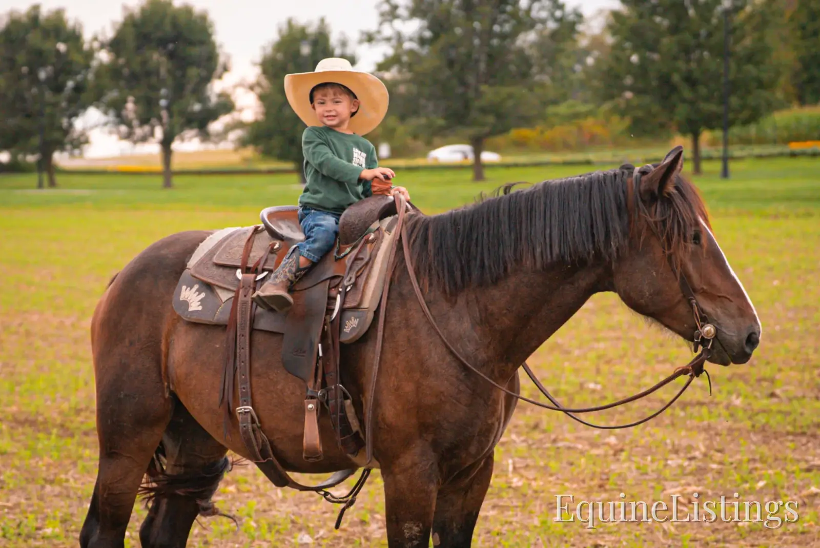 Commander Bay Gelding Percheron - Photo 20