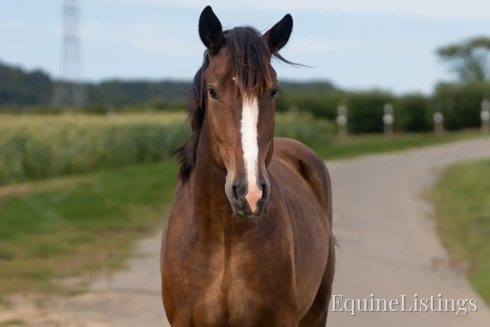 Commander Bay Gelding Percheron - Photo 2