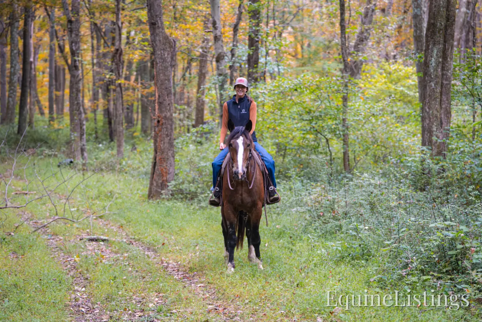 Commander Bay Gelding Percheron - Photo 21