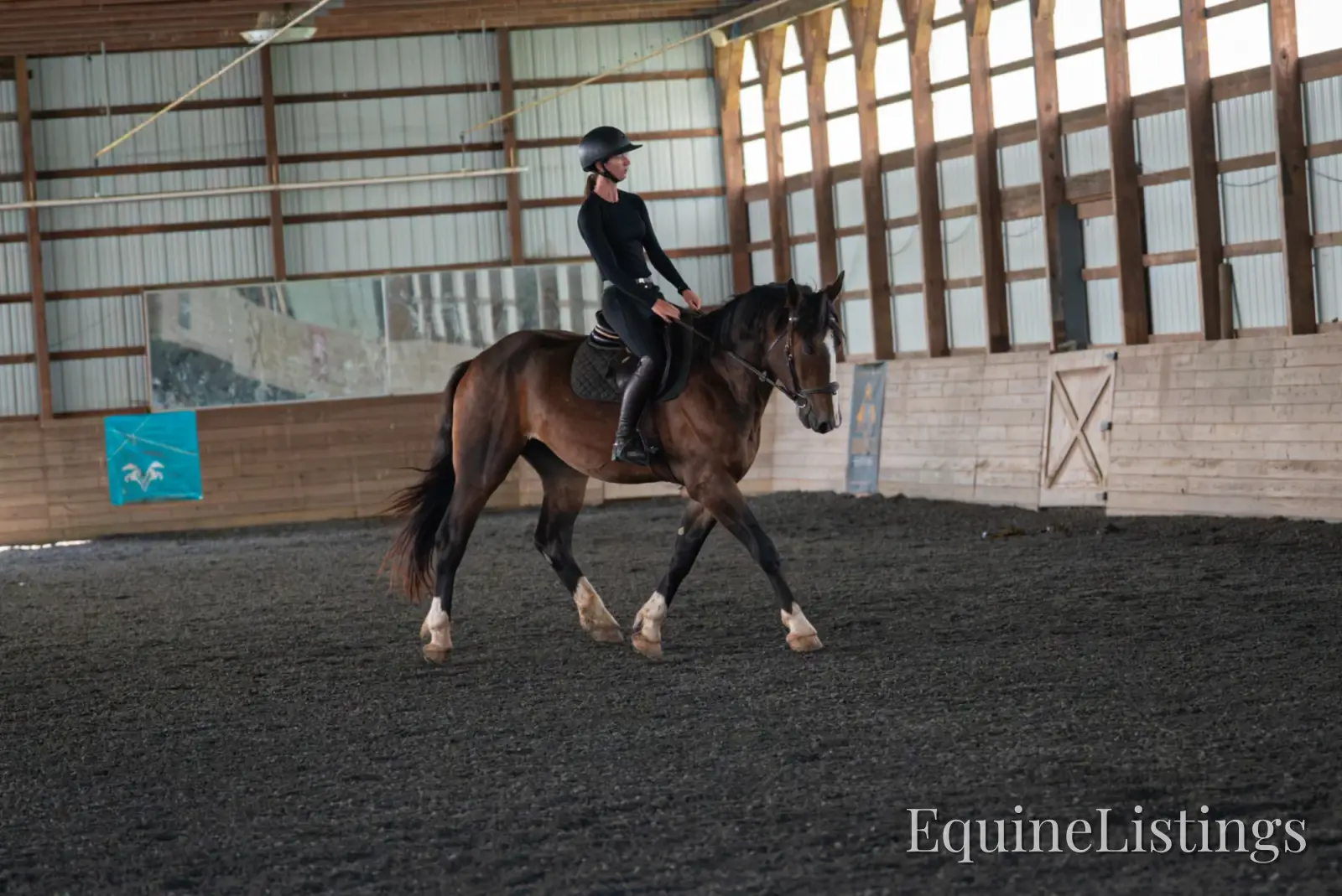 Commander Bay Gelding Percheron - Photo 22
