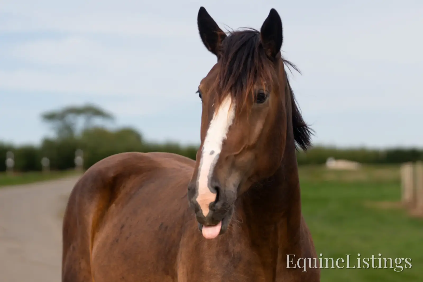 Commander Bay Gelding Percheron - Photo 23