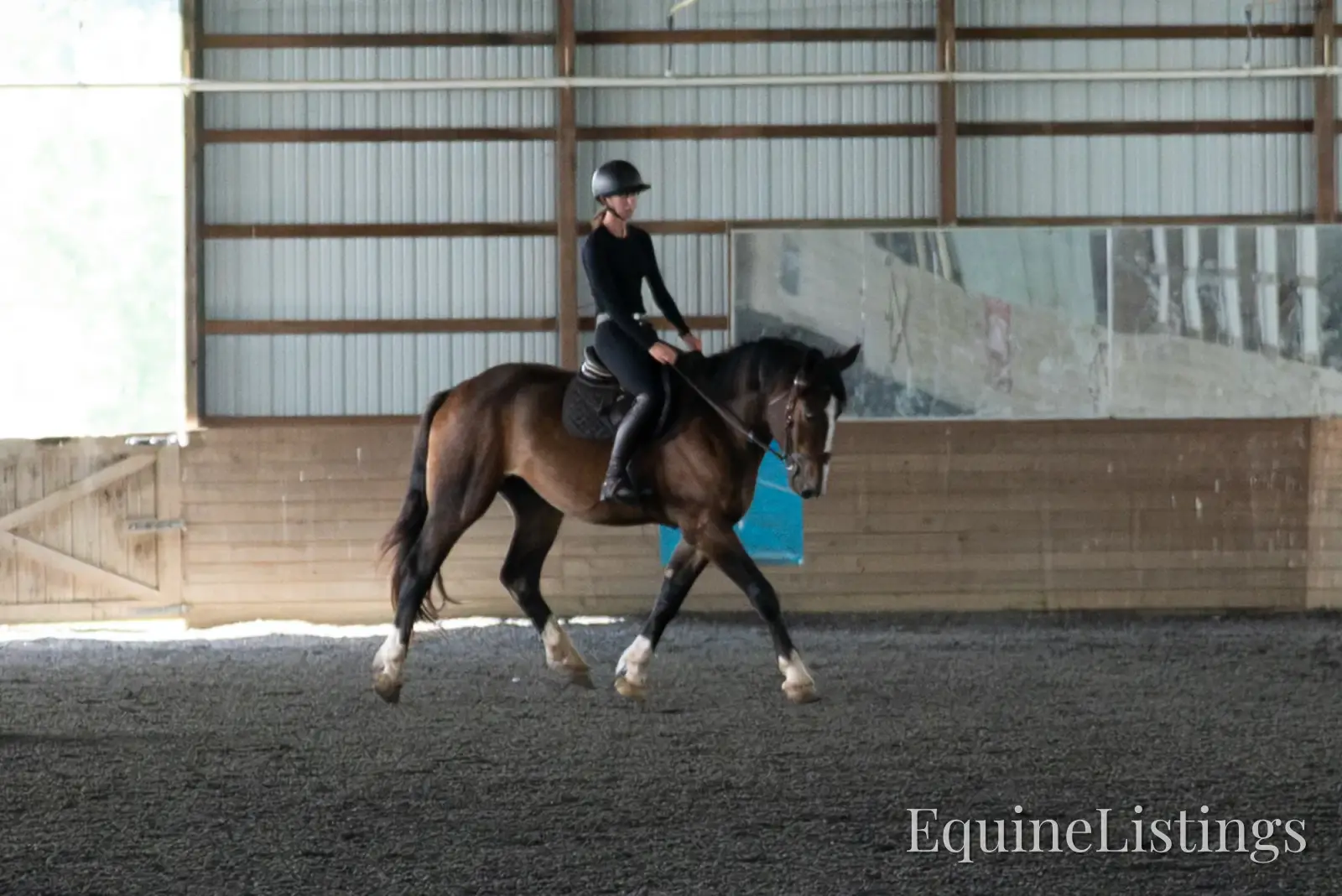 Commander Bay Gelding Percheron - Photo 24