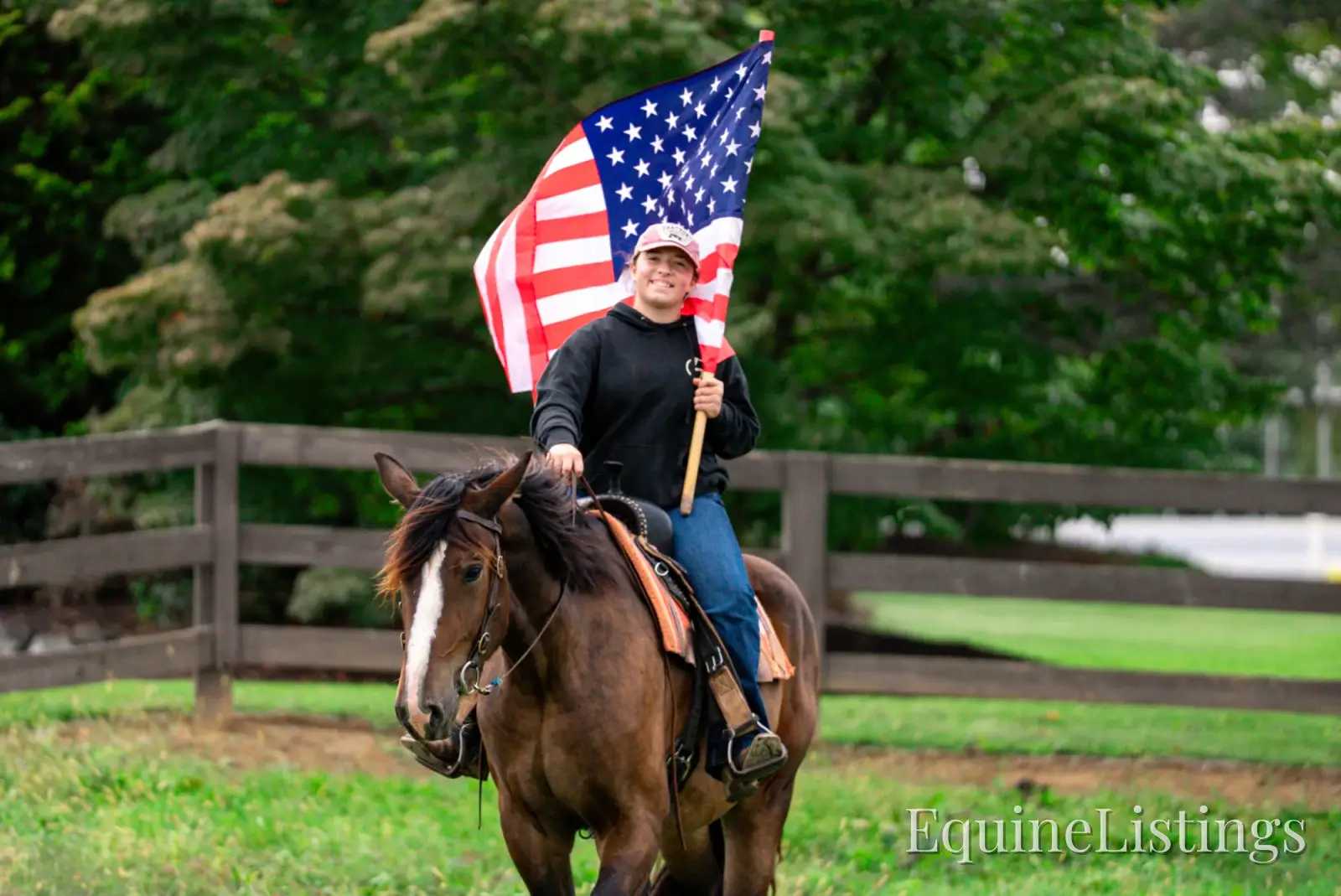 Commander Bay Gelding Percheron - Photo 4