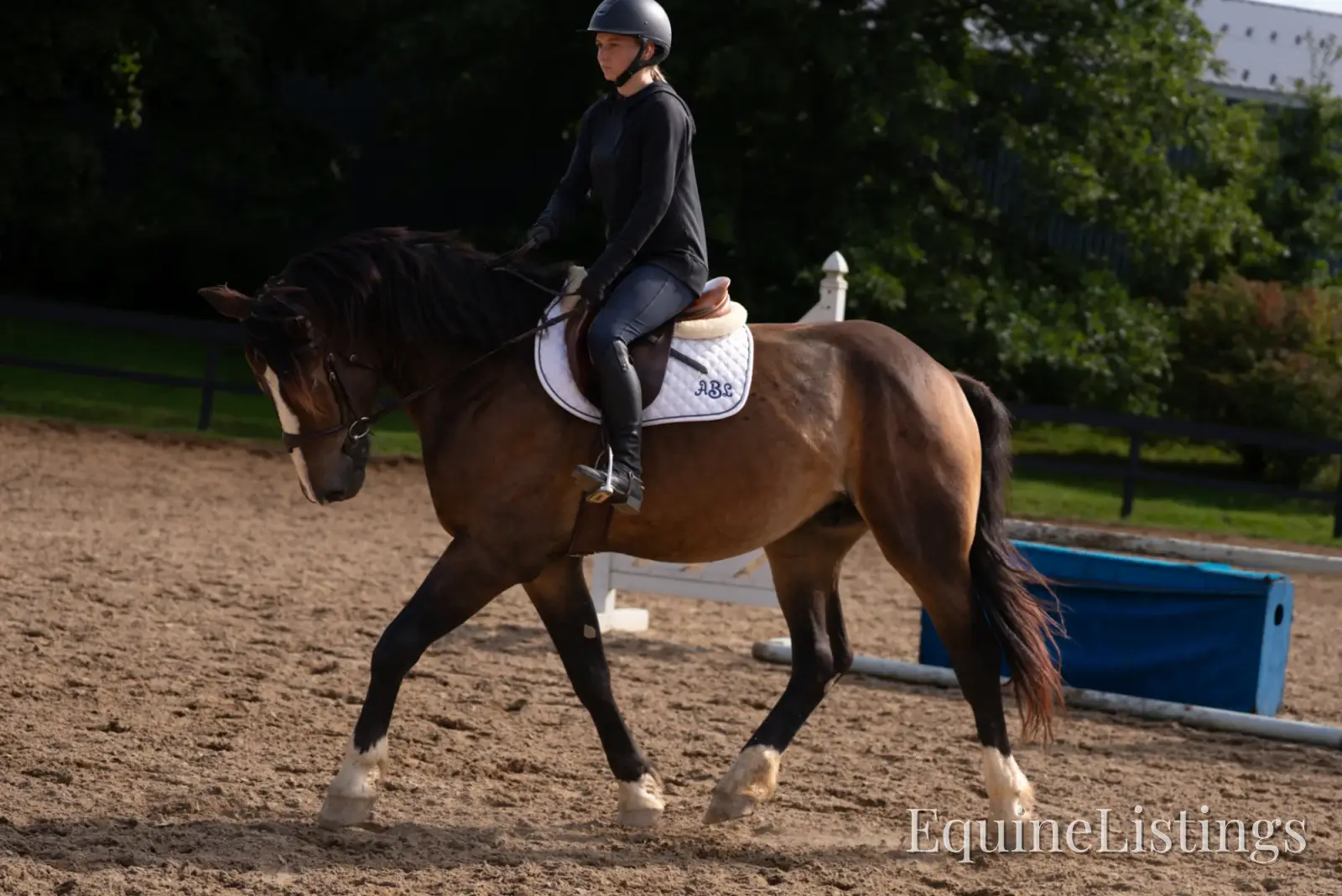 Commander Bay Gelding Percheron - Photo 5