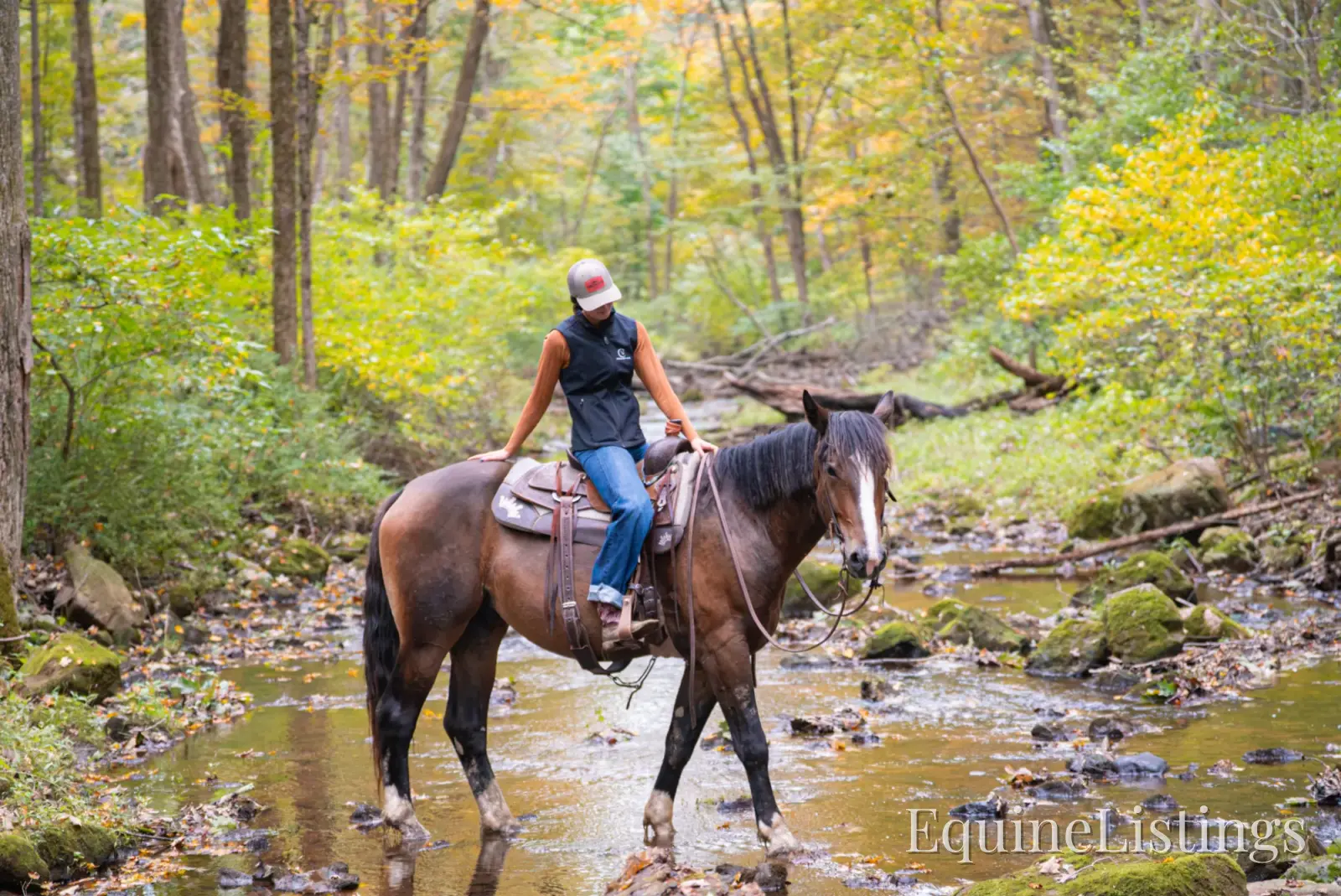 Commander Bay Gelding Percheron - Photo 6