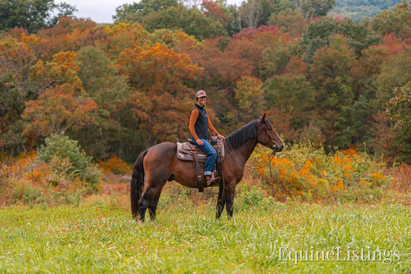 Commander Bay Gelding Percheron - Photo 7