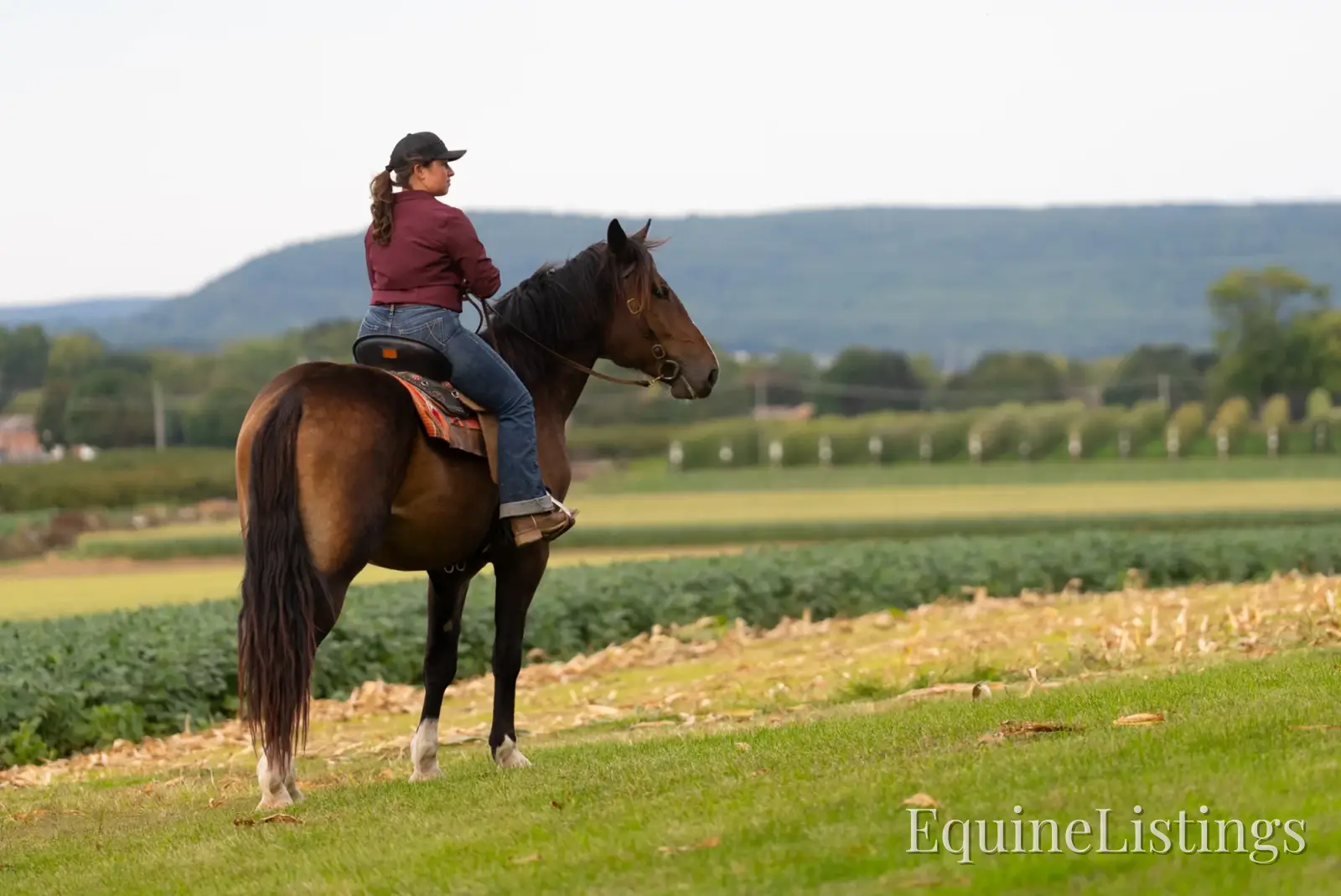 Commander Bay Gelding Percheron - Photo 8