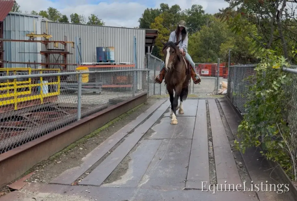 Commander Bay Gelding Percheron - Photo 9