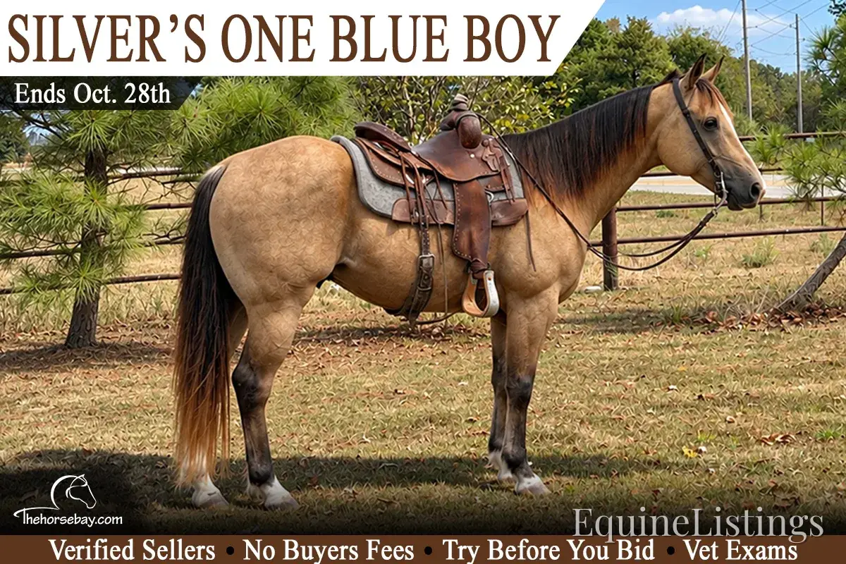 Silver Buckskin Gelding Quarter Horse