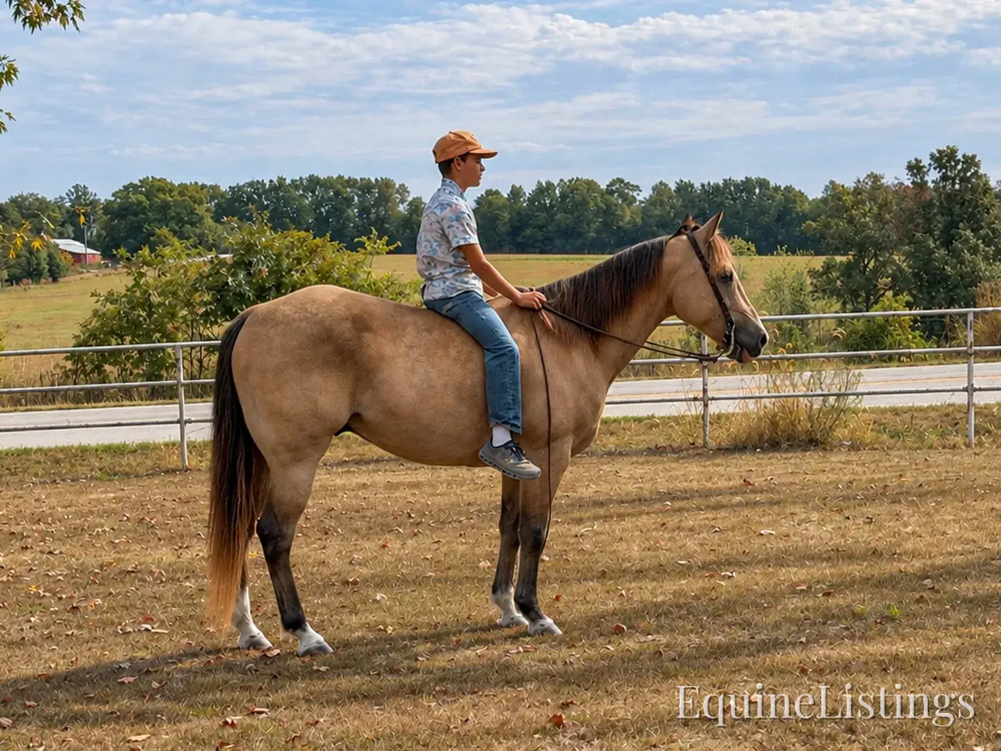 Silver Buckskin Gelding Quarter Horse - Photo 3