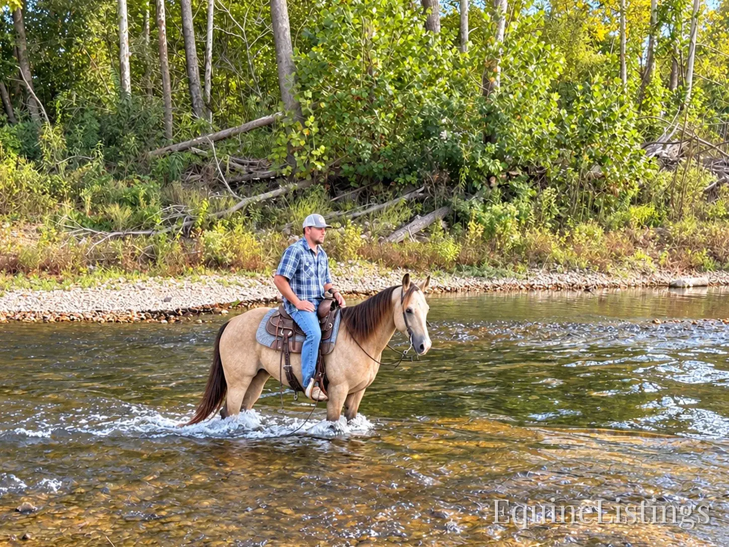 Silver Buckskin Gelding Quarter Horse - Photo 4