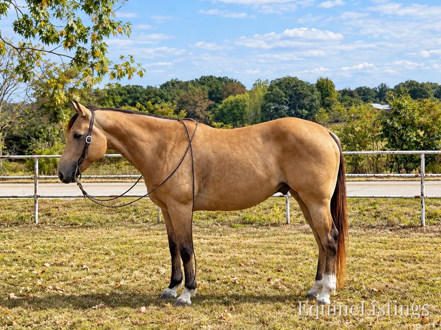Silver Buckskin Gelding Quarter Horse - Photo 5