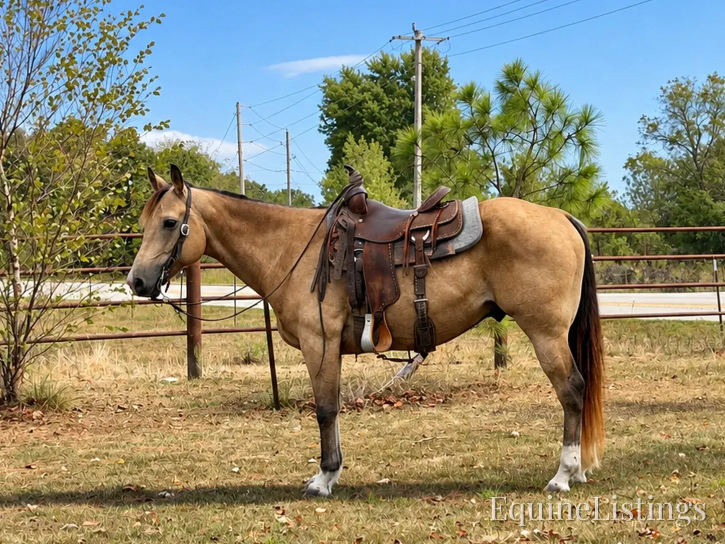 Silver Buckskin Gelding Quarter Horse - Photo 6