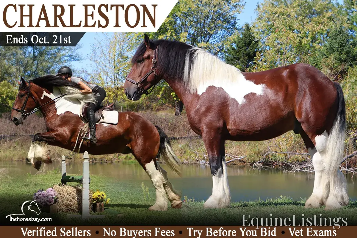 Charleston Tri-Color Gelding Draft