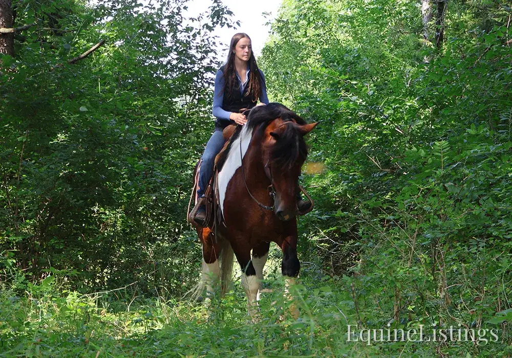 Charleston Tri-Color Gelding Draft - Photo 11