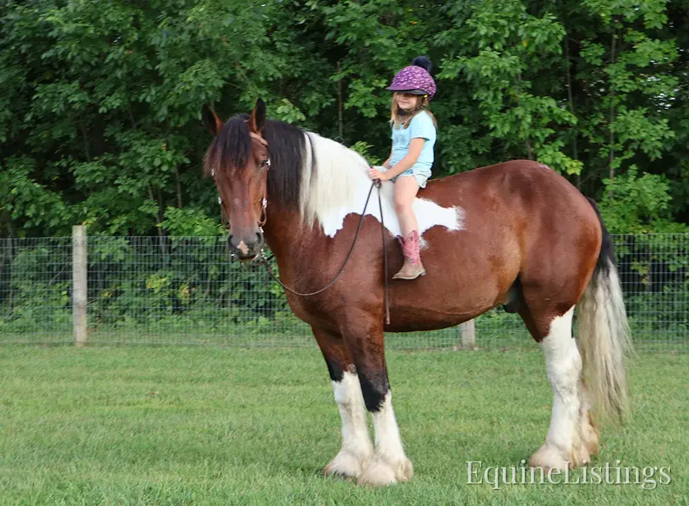 Charleston Tri-Color Gelding Draft - Photo 12