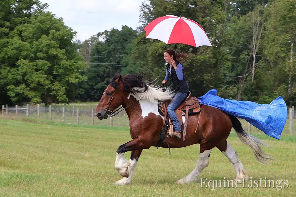 Charleston Tri-Color Gelding Draft - Photo 13